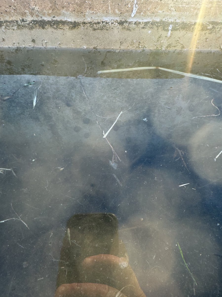 Can anyone identify these snails…
Found in water trough wondering if fluke snails???
#fluke #snails