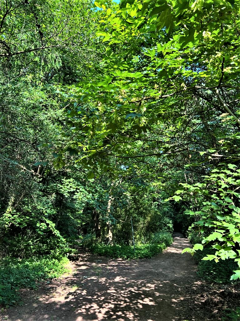 A quick reminder for today

If the heat bothers you, plant a tree.
If the water bothers you, plant a tree.
If you like fruits, plant a tree.
If you like birds, plant a tree.
And if you like life, plant many trees.💚☘️🌿🌱🌳🌲🍀💚