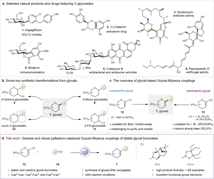 ChemistryNews's tweet photo. Palladium-catalyzed Suzuki-Miyaura cross-couplings of stable glycal boronates for robust synthesis of C-1 glycals https://t.co/wAlvXF6fn5 https://t.co/YrExDb7Wzv