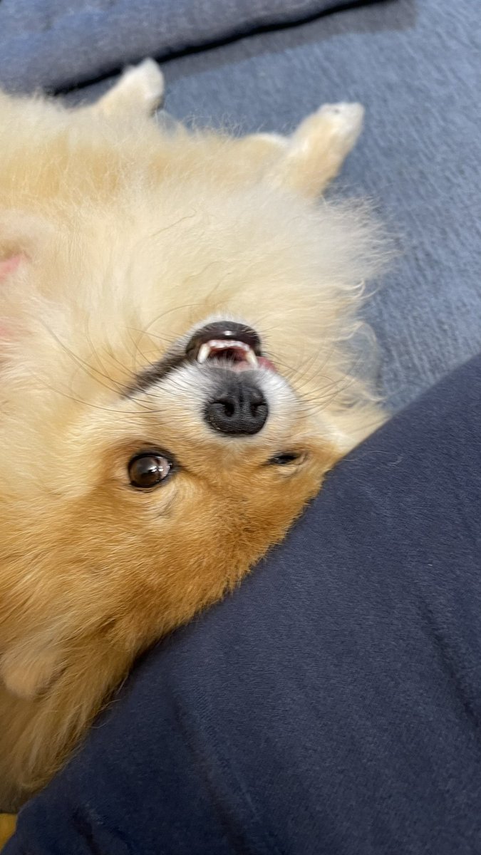 meimeidaisky's tweet photo. お顔スリスリが強すぎてウインクになっちゃうめいめいさん
#pomeranian #ポメラニアン #ポメスタグラム #犬のいる暮らし #ポメラニアンが世界一可愛い #dog #博美狗 #松鼠狗 #ポメラニアン大好き #ポメラニアンのいる暮らし https://t.co/i9wyPk7lo0