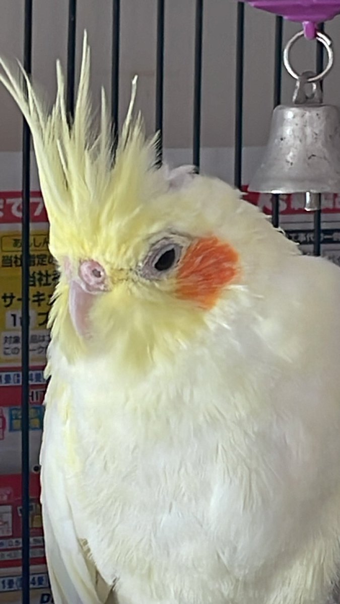 モフモフしているー♡
#オカメインコ
#レモンサワー
#今夜はカレー
#癒し