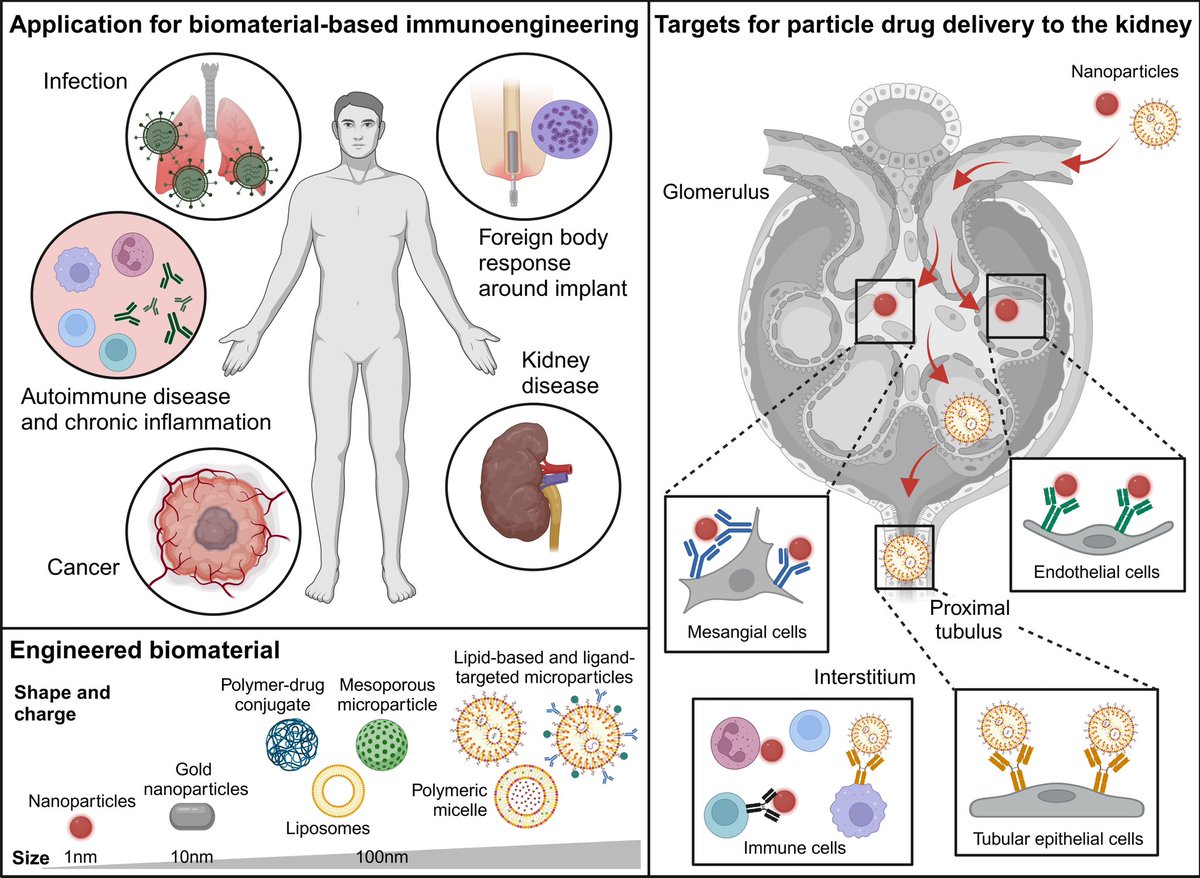 Safak Mirioglu (@smirioglu) on Twitter photo As <a href="/ERAkidney/">ERA - European Renal Association</a> IWG, we prepared an editorial on immunoengineering and its potential implications in immune-mediated kidney diseases.
Special thanks to <a href="/AKronbichler/">Andreas Kronbichler</a> and <a href="/StefanieSteige6/">Stefanie Steiger</a>, and <a href="/hjanders_hans/">Hans-Joachim Anders</a> for the invitation.
Check our summary figure!
<a href="/NDTsocial/">NDT</a> <a href="/ynptweets/">YNP of ERA</a> As <a href="/ERAkidney/">ERA - European Renal Association</a> IWG, we prepared an editorial on immunoengineering and its potential implications in immune-mediated kidney diseases.
Special thanks to <a href="/AKronbichler/">Andreas Kronbichler</a> and <a href="/StefanieSteige6/">Stefanie Steiger</a>, and <a href="/hjanders_hans/">Hans-Joachim Anders</a> for the invitation.
Check our summary figure!
<a href="/NDTsocial/">NDT</a> <a href="/ynptweets/">YNP of ERA</a>