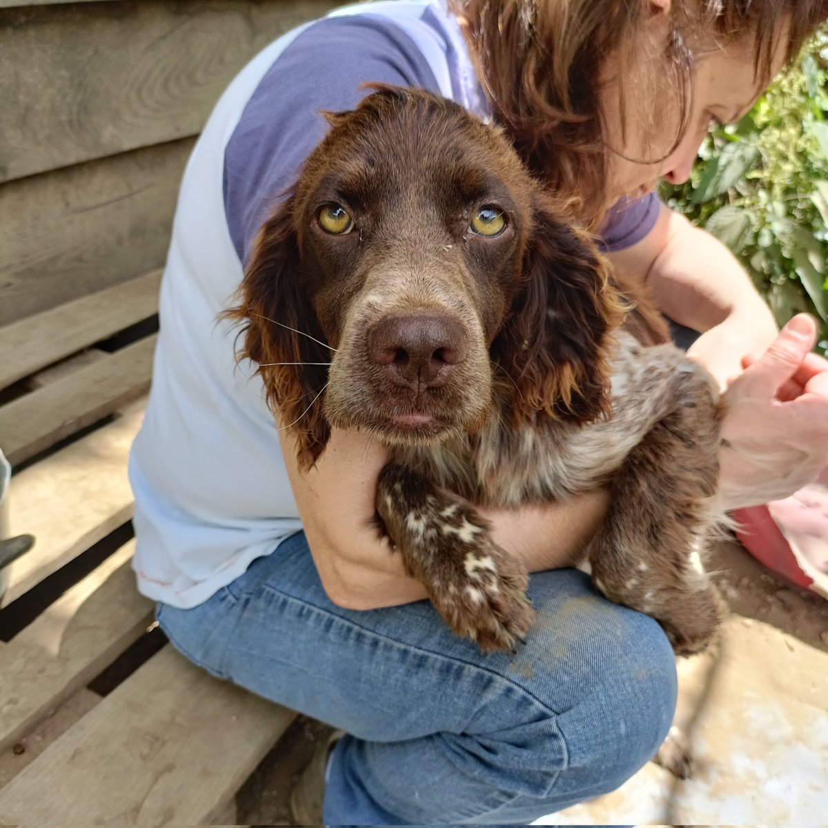 Audrey, bellissima mix setter di un anno.
Cerca famiglia e amore ovviamente sterilizzata.
Info 3277570476
#adopt #savethedog #setter