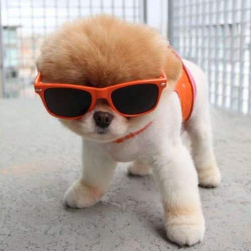 The cutest, coolest dog on Solana has a strong community.

But we're only just getting started...

Ca: FRobRo8GMRBBkUcwpAAETXWyoSkjgXgG3brgnMWCpump

Tg: t.me/doggocto

Chart: dexscreener.com/solana/frobro8…