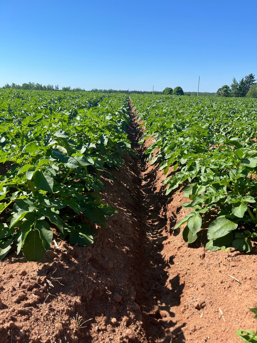 In PEI, we're focusing on early row closure - a critical step for maximizing yield! Benefits of rapid canopy cover:
✨Increased photosynthesis 
🌳Shading out weeds
💧Reduced soil moisture loss 
Our team is applying MagMax and ManzinphosMax to promote early growth.
