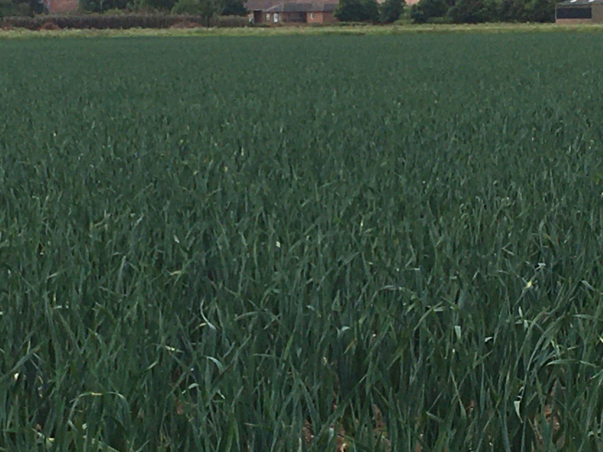 Cropwalker tweet media