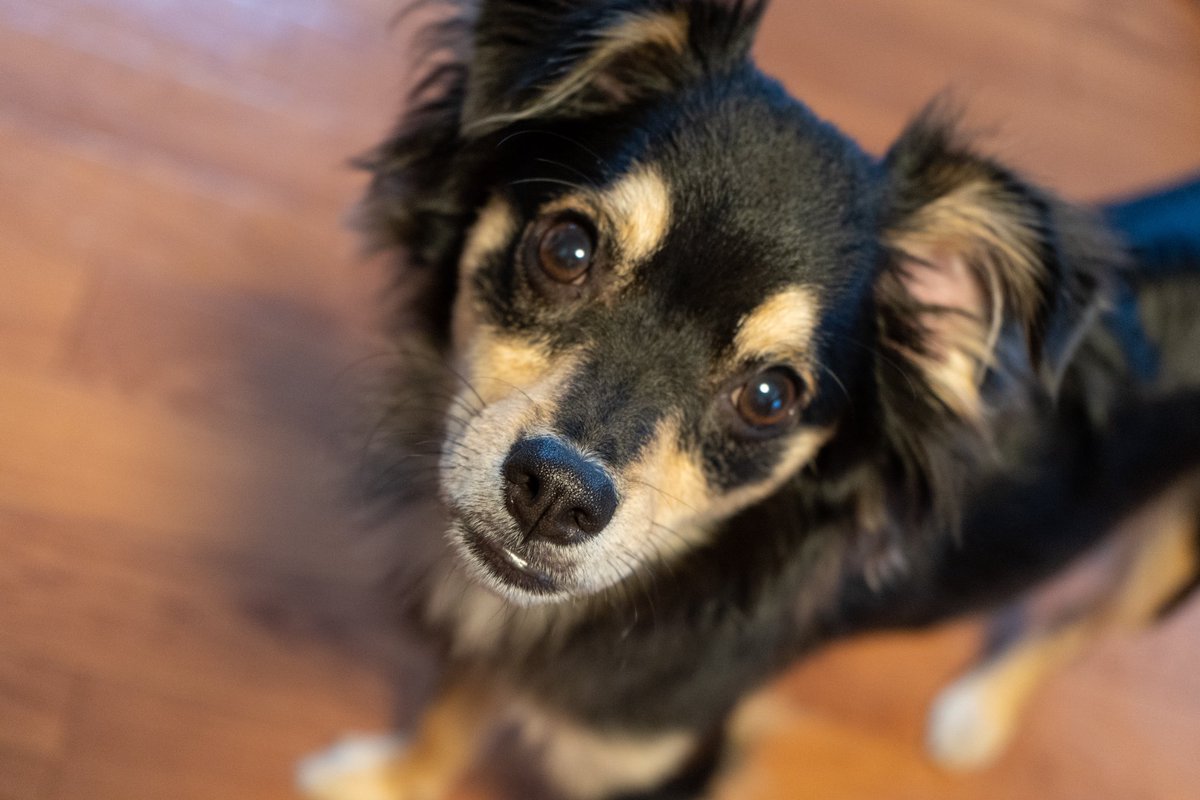 チワワってかっこいい系の犬種だったっけ…？