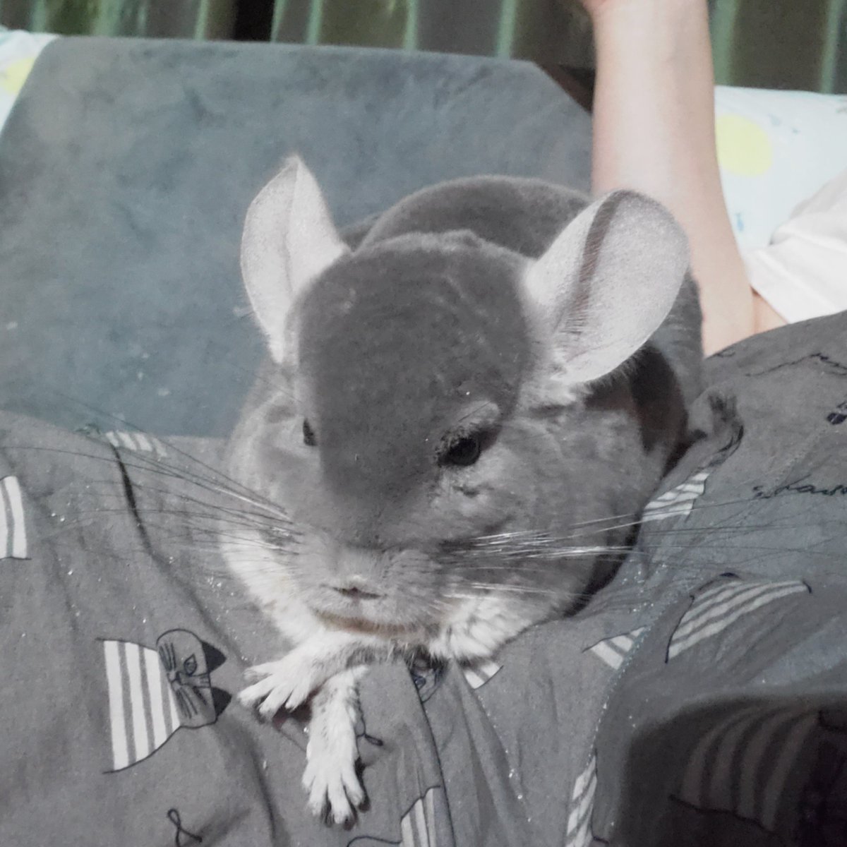Rye_Chronicle's tweet photo. こっちは風呂上がりなんすよ……(砂まみれ)
#chinchilla #チンチラ #ライの日常 https://t.co/EaxclwJnPP