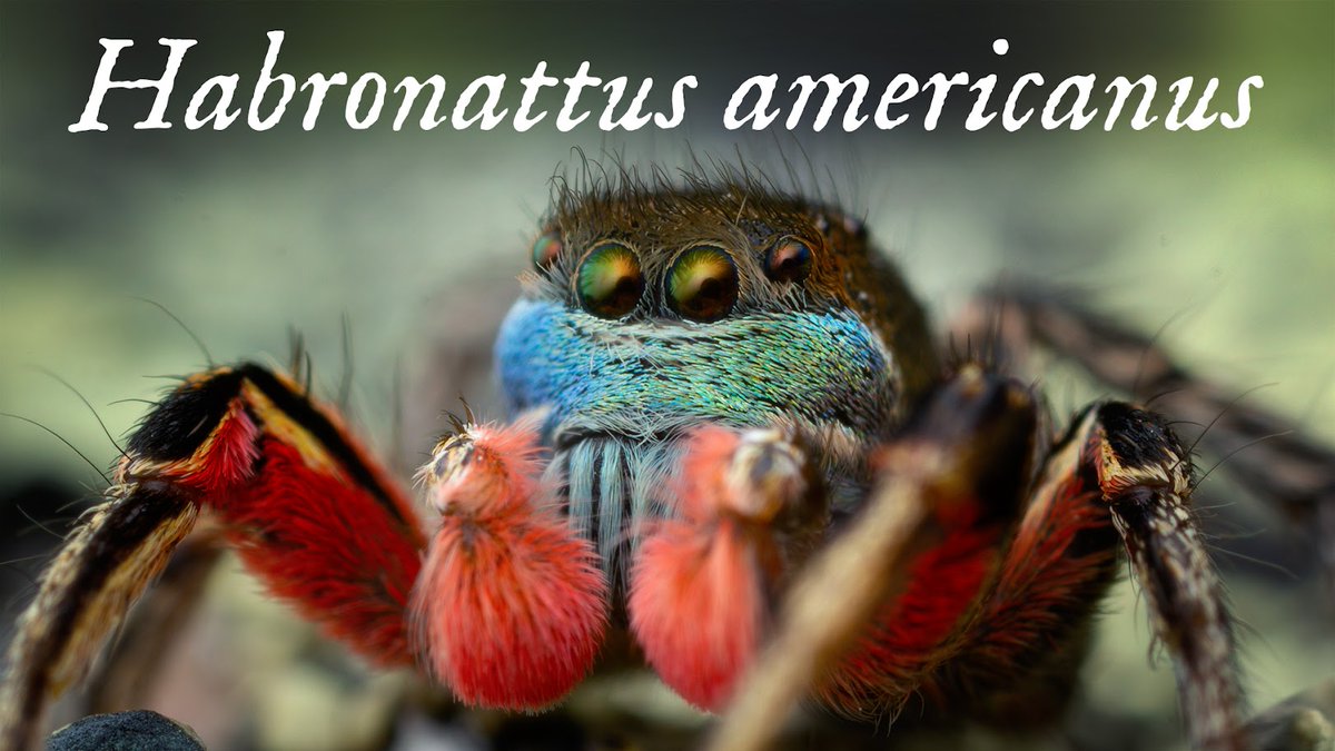 First youtube video in over a year! About 13 minutes of hunting for Habronattus americanus in Montana - including some courtship footage! youtube.com/watch?v=etw3Wp…