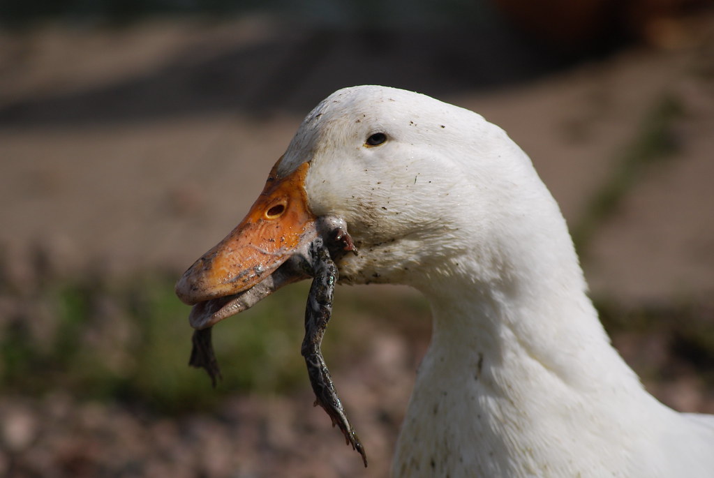 duckerc20's tweet photo. FYI - duck eats Pepe 

#ethereum #launch #soon #pepekiller #duckeatsfrog https://t.co/AXn5AxLB8h