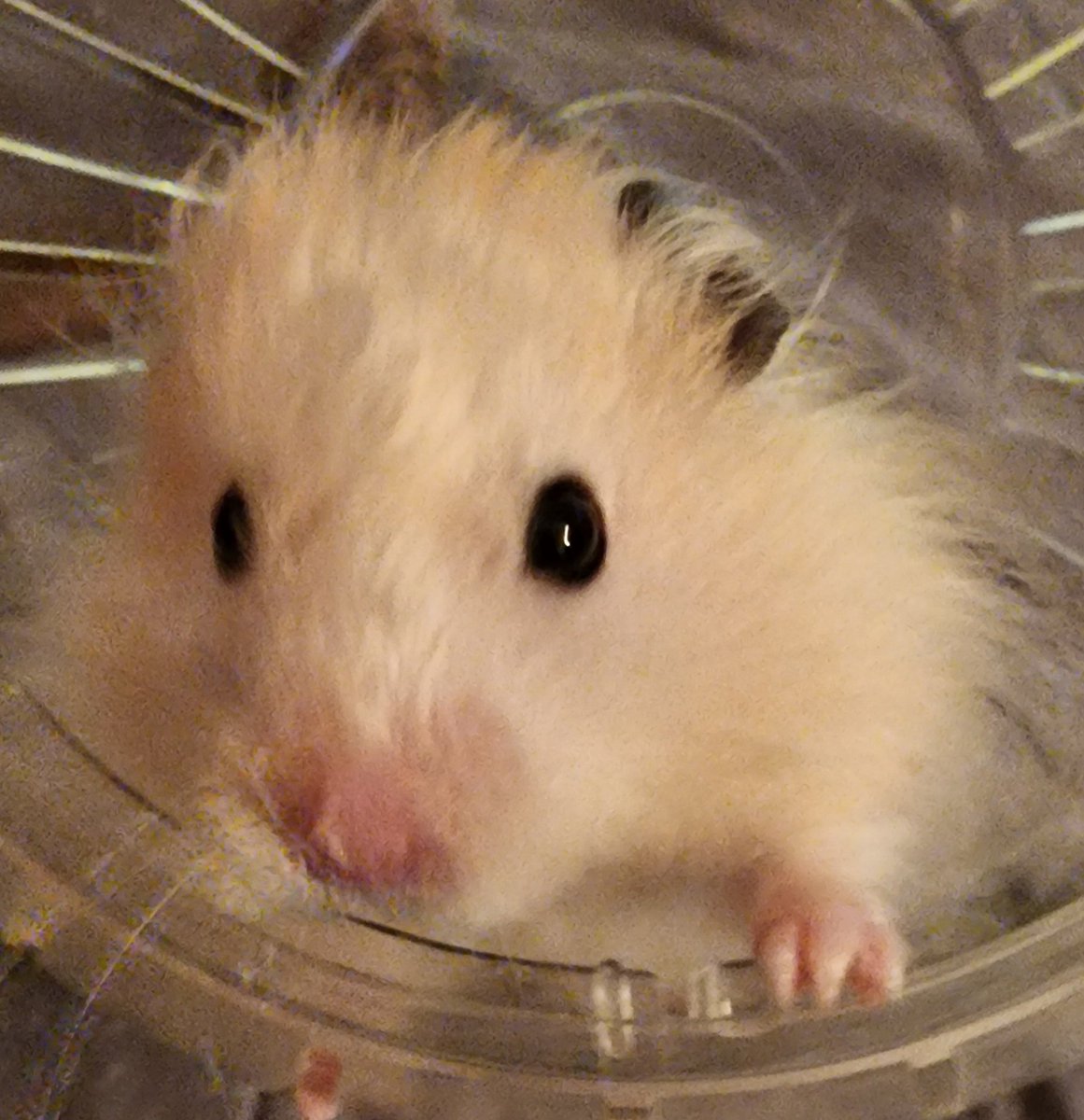 Obe_QT_Luke's tweet photo. @denvor18 Hiya Nikkei!🐹😃🐾🐕 #BoopTheLuke BOOP!🐹🐾🐕 https://t.co/ZjZQkRKfMC