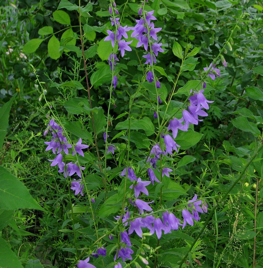 SLangeneggerCBC's tweet photo. What do you see here? Pretty flowers? or hours of endless digging in your future? We'll talk about battling creeping bellflower at 8:10 #iykyk #hellflower https://t.co/uWjsYqlSzD
