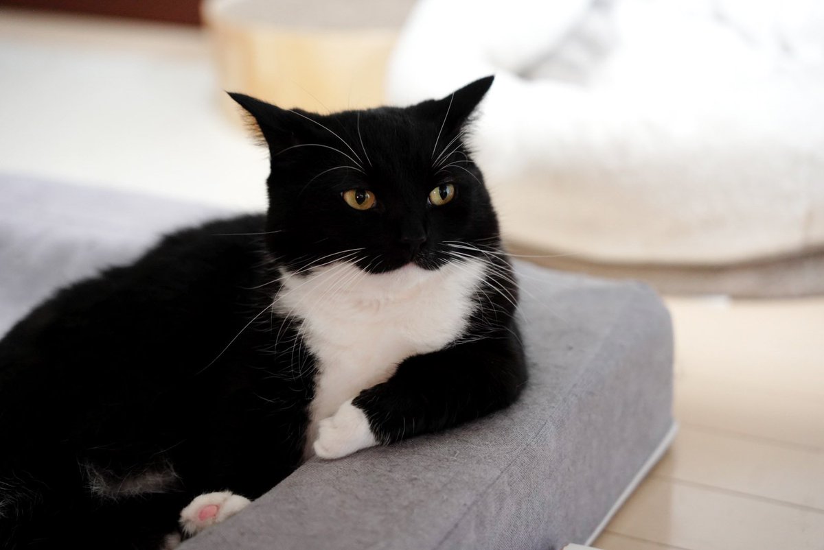 I'm Uni :3 tweet media