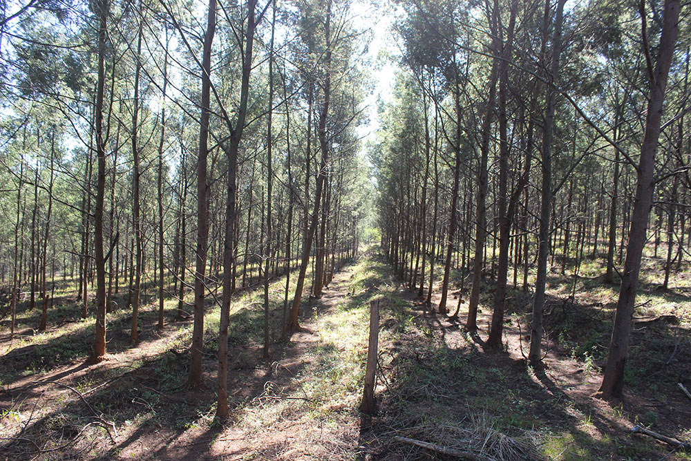 SA Forestry magazine tweet media