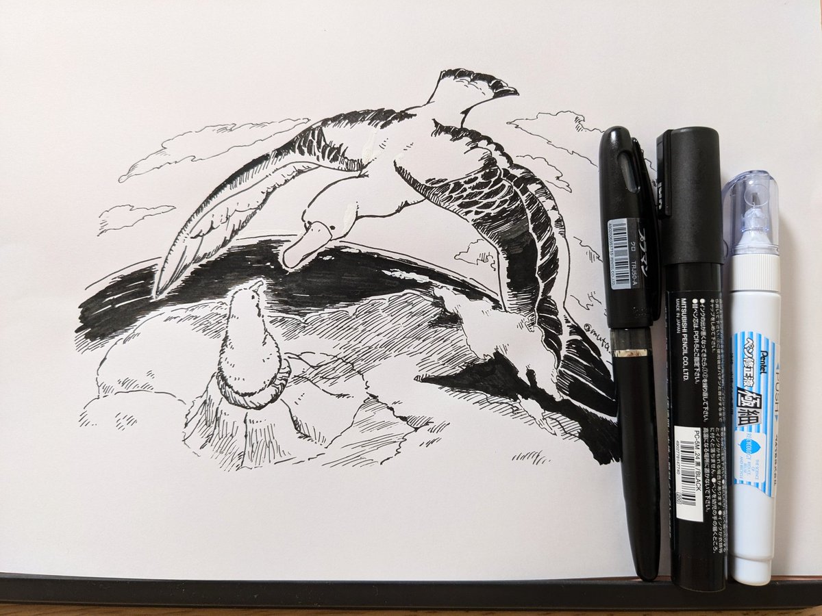 多くの個体が生き続けられますように。翼を広げるとめちゃくちゃ大きいらしい🪶

#WorldAlbatrossDay
#世界アルバトロスデー 