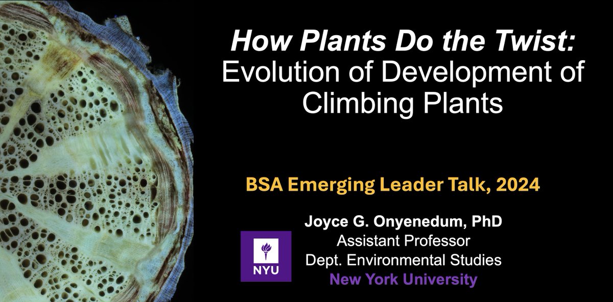 Joyce G. Onyenedum, PhD 🇺🇸 (@jgonyenedum) on Twitter photo 🍀At 1:30-2:30PM TODAY @ #BOTANY2024, I have the honor of delievering the <a href="/Botanical_/">Botanical Society of America</a> Emerging Leader Talk ‼️ Please join me on the journey to elucidate the Evolution of Development of Climbing Plants.
Climbers, trees, shrubs, and even herbs are all welcome 😄 🍀At 1:30-2:30PM TODAY @ #BOTANY2024, I have the honor of delievering the <a href="/Botanical_/">Botanical Society of America</a> Emerging Leader Talk ‼️ Please join me on the journey to elucidate the Evolution of Development of Climbing Plants.
Climbers, trees, shrubs, and even herbs are all welcome 😄