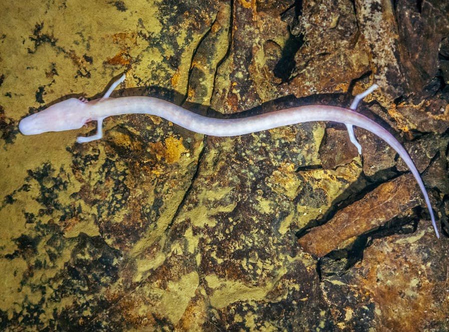 AMAZlNGNATURE's tweet image. European cave salamander stayed in the same spot for seven years 2,569 days without moving