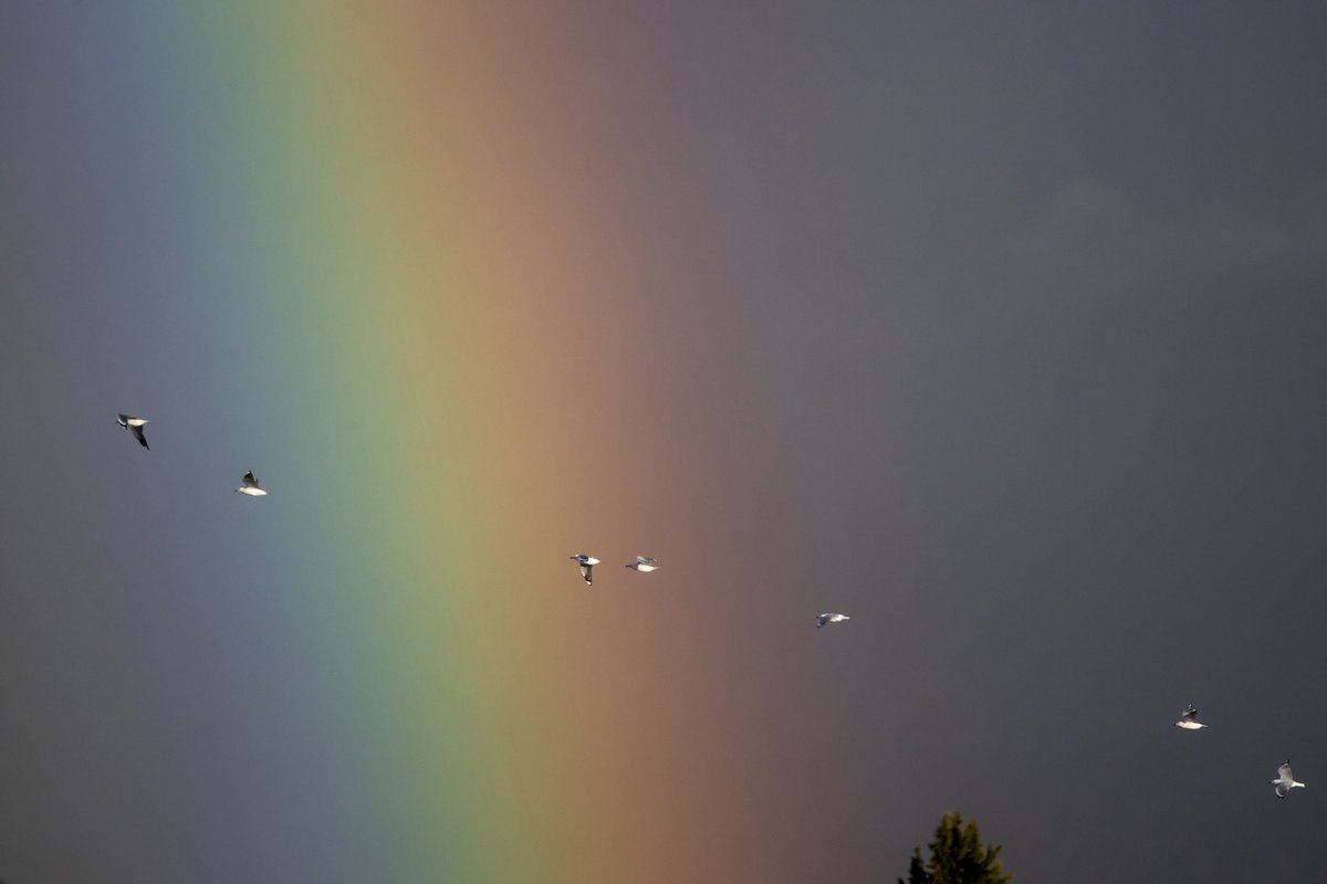 Seagulls and a rainbow today.
#chch #nz #rainbow #seagull
