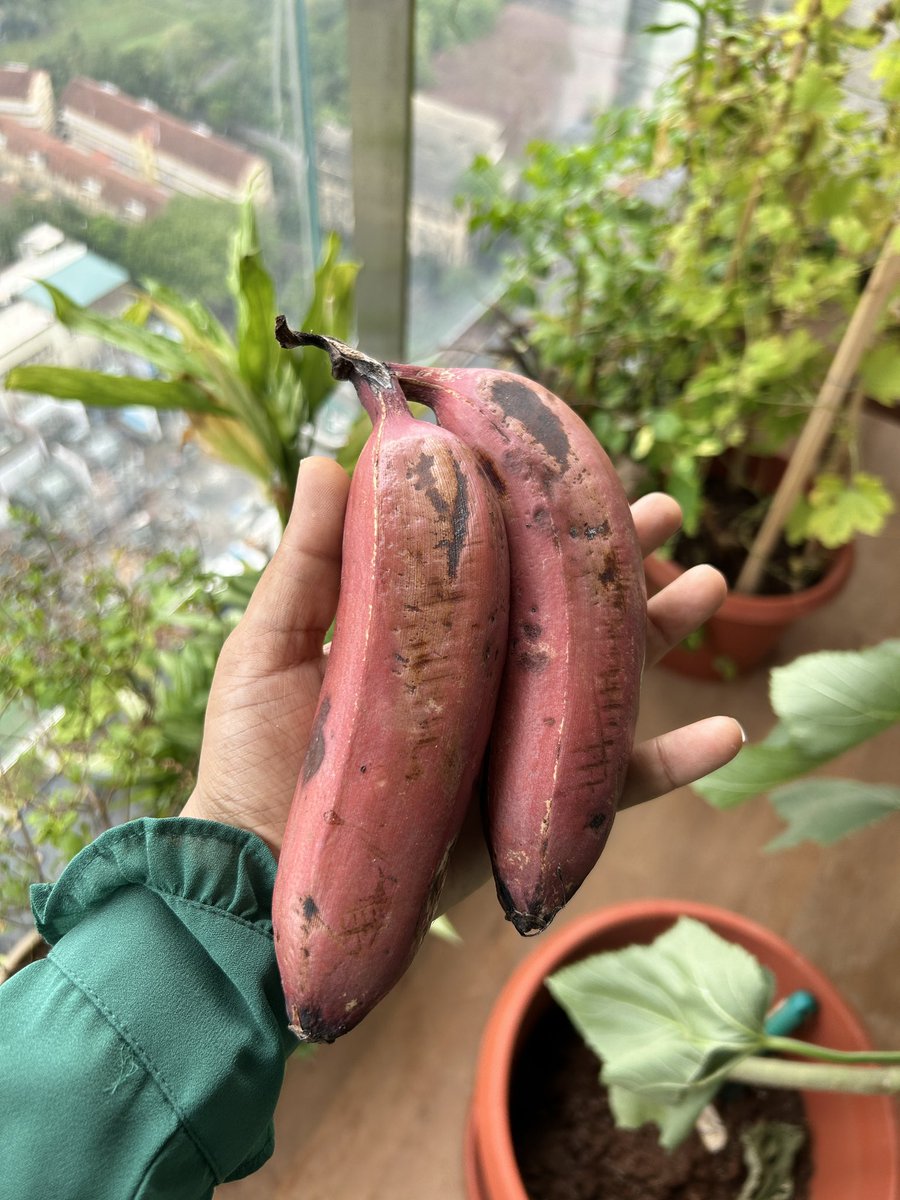 ujjwalabaxi's tweet photo. Have you tried it?
#redbananas https://t.co/XsYS8LxJTY
