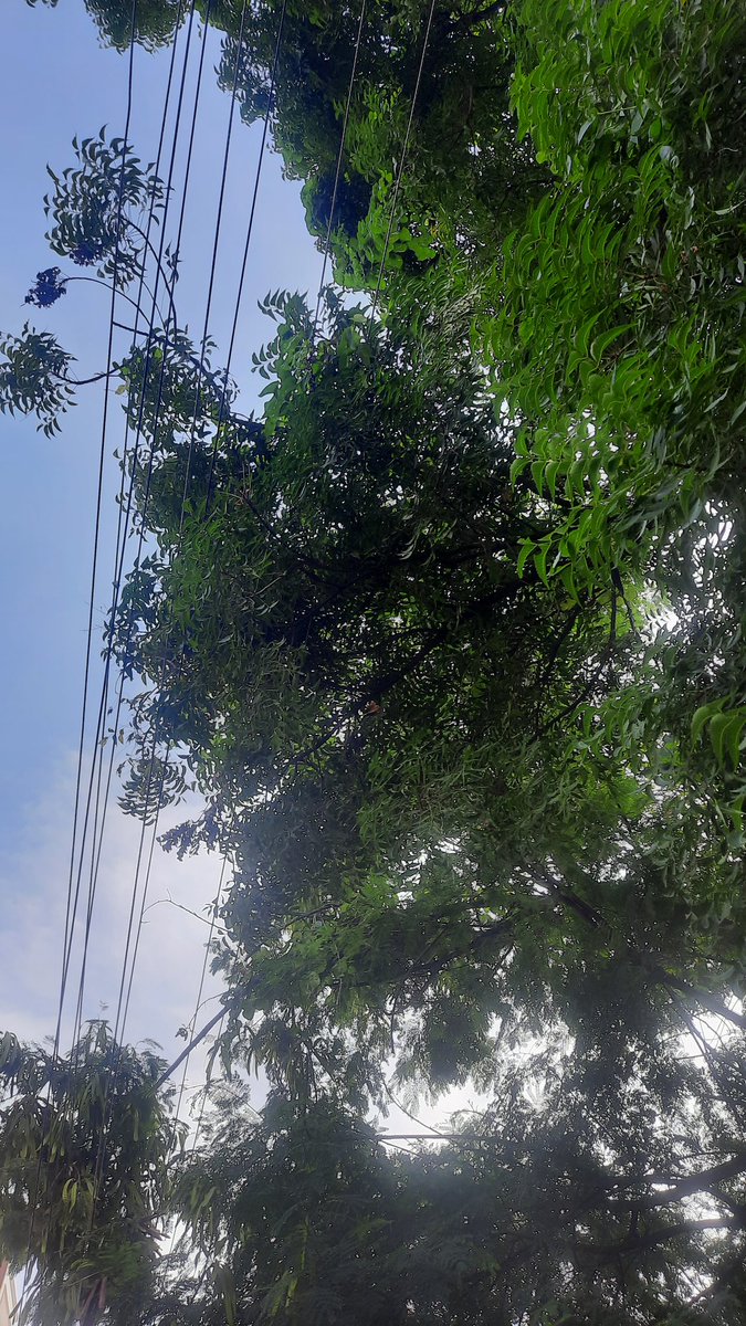 HereMgp's tweet photo. It is to nofied @tgspdcl that the tree branches are falling on LT wires (see the pics) @ backside Bala Gardens Function Hall nearby Happy Home Mart, Balapur Section.

I am requesting your swift action to avoid any untoward incident. @GHMCOnline
@MC_Jalpally
@DRFEVDM https://t.co/tFI3WKM7Cg