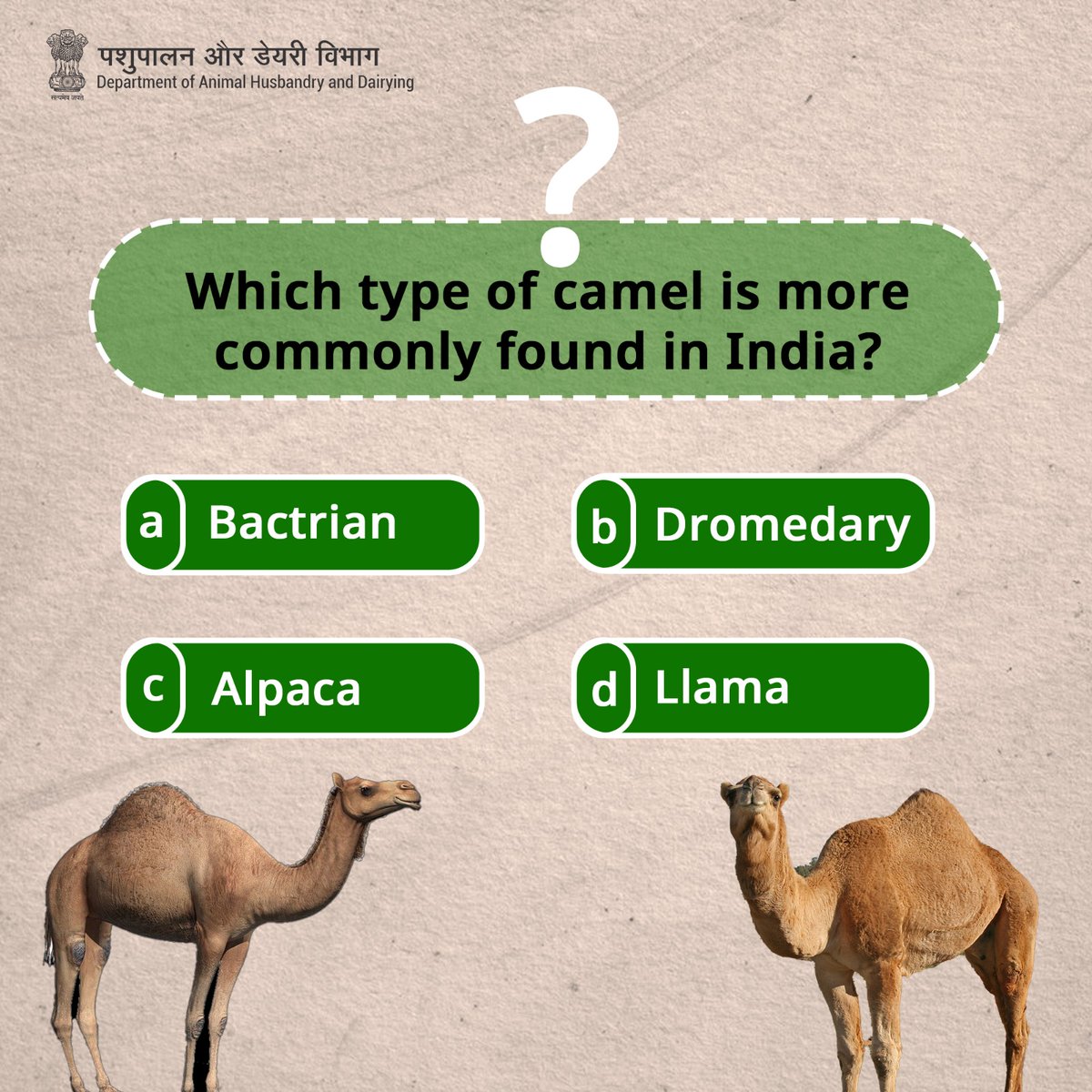 Dept_of_AHD's tweet image. Are you a camel aficionado?
Take our quiz and find out!
#CamelTrivia #FunFactTuesday #CamelFacts #camelday #DesertLifeline #CamelCulture