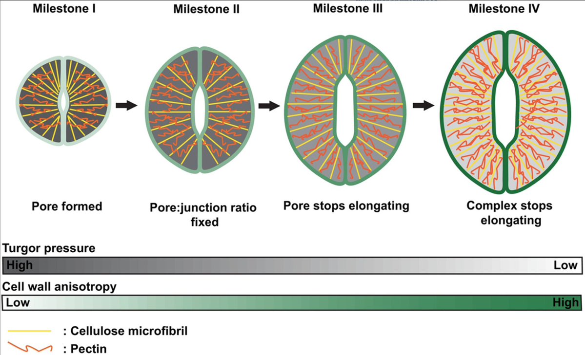 The Plant Journal (@theplantjournal) on Twitter photo 📢A new issue is out! 118(6)🥳 Read our research highlight by Martin Balcerowicz <a href="/tran_scription/">Martin Balcerowicz</a> 👉 With age comes efficiency: increasing anisotropy sustains guard cell dynamics as stomata mature doi.org/10.1111/tpj.16…
Original paper: doi.org/10.1111/tpj.16… and in thread 📢A new issue is out! 118(6)🥳 Read our research highlight by Martin Balcerowicz <a href="/tran_scription/">Martin Balcerowicz</a> 👉 With age comes efficiency: increasing anisotropy sustains guard cell dynamics as stomata mature doi.org/10.1111/tpj.16…
Original paper: doi.org/10.1111/tpj.16… and in thread
