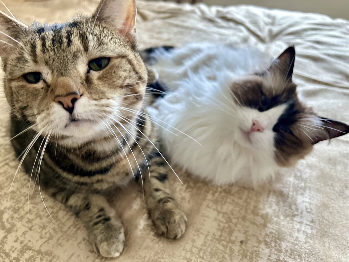 Excuse me, do not disturb. This is a private meeting. #whiskerswednesday. #catsofx