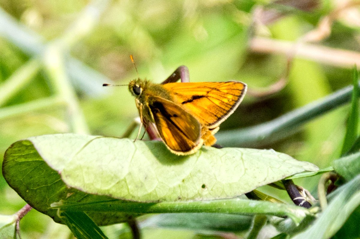 sasastro's tweet photo. A #butterfly - just because #LargeSkipper https://t.co/QFf9MaUicr