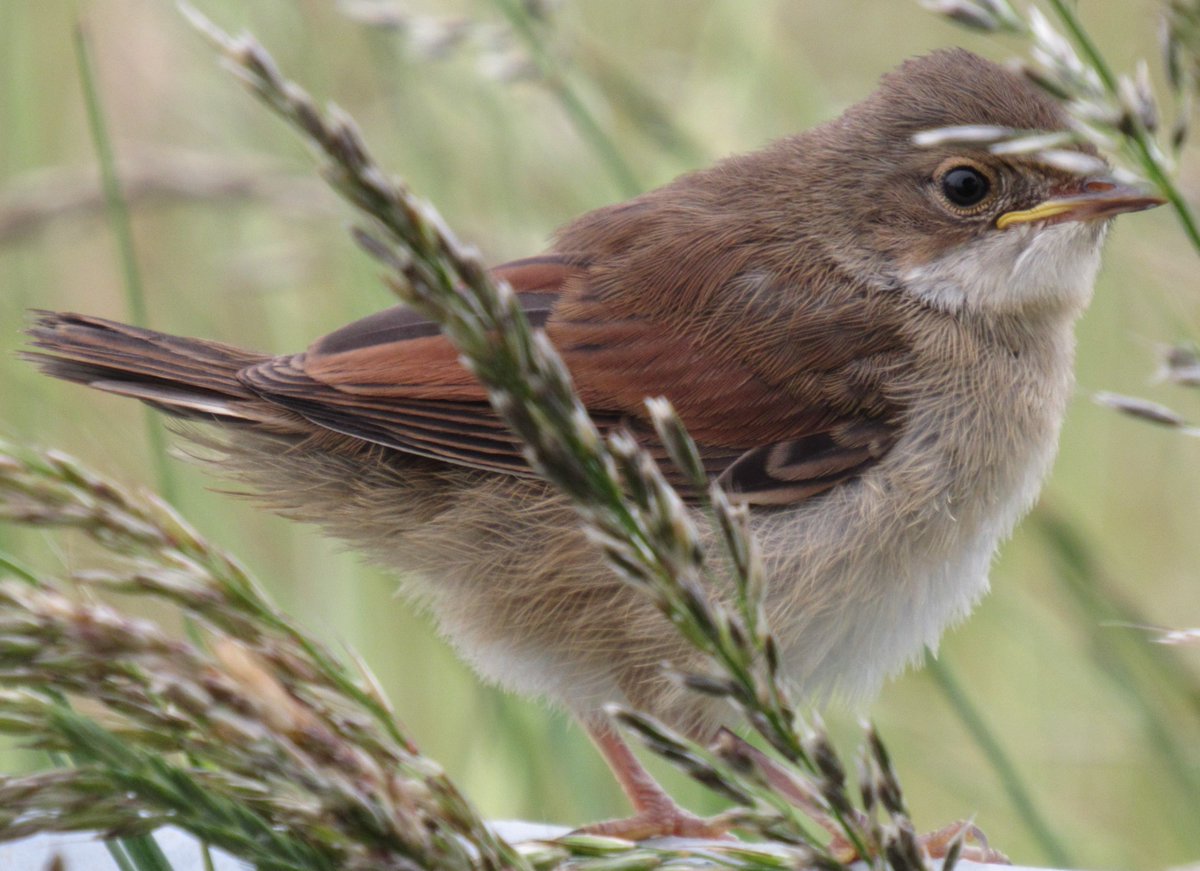 Whitethroat.
#birdwatching  #birdphotography
#birding  #wildlifephotography
#TwitterNatureCommunity