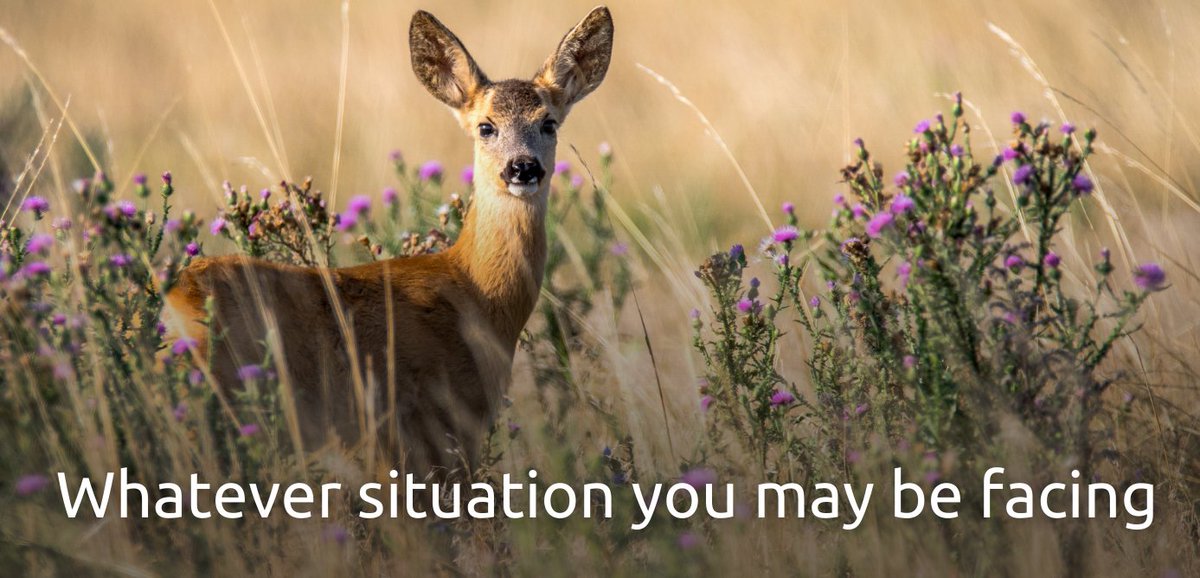 lymington.com tweet media