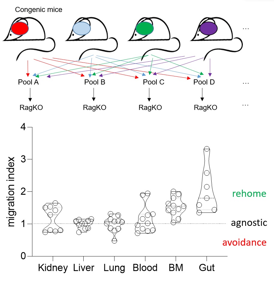 LabListon's tweet image. For the sake of brevity (yes! I am skipping a lot of data), let's just go to the final proof. Extract #Tregs from the #tissues, reinfuse them, and where do they go? *Shrug*. They don't care. Any tissue will do. Apart from gut Tregs they are tissue-agnostic. 18/21