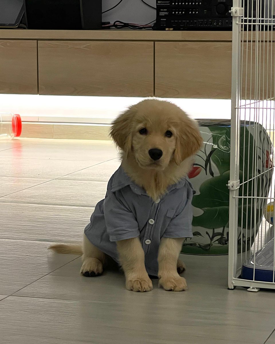 dogs so cute that could save the world tweet media