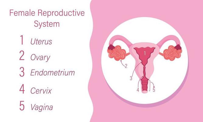 Dave_it_up's tweet image. Long-term Effects of COVID-19 on the Female Reproductive System

In my last post, I wrote about m the effects of COVID-19 on the reproductive systems of the female and male population. After more research, I found much more information and what does it break it down into a post…