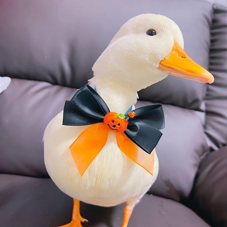 duckyVPN冲鸭加速 tweet media