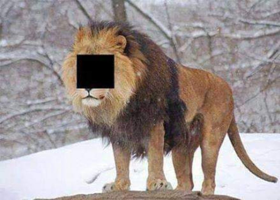 اکه اسم این حیوون و بدونید ینی روم کراشید🥹
ش..