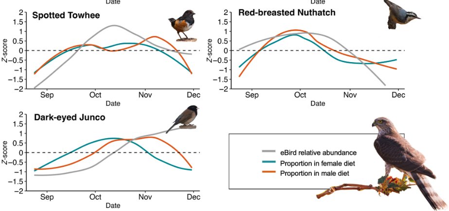 Feeding en route: Prey availability and traits influence prey selection by an avian predator on migration | doi.org/10.1111/1365-2… | <a href="/AnimalEcology/">Journal of Animal Ecology</a> | #ornithology