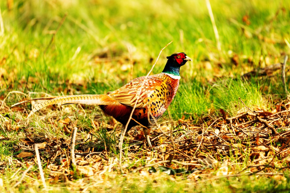 udkantsdroemmer's tweet photo. Colourful pheasant in the natural environment. #udkantsdroemmer #denmark #danmark #lolland #nature #NaturePhotography #NatureBeauty #natur #countryfile #udkantsdanmark #birds #bird #fugle #fugler https://t.co/ulFXYeX73j
