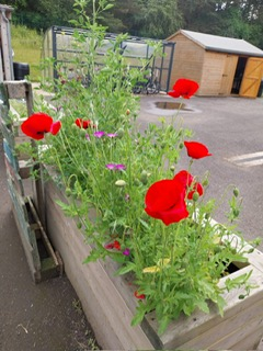 CedarbankSchool's tweet photo. Our new S3 gardeners began @ASDANeducation Gardening Short Course yesterday! #successfullearners #outoorlearning https://t.co/BeKsekQV5b