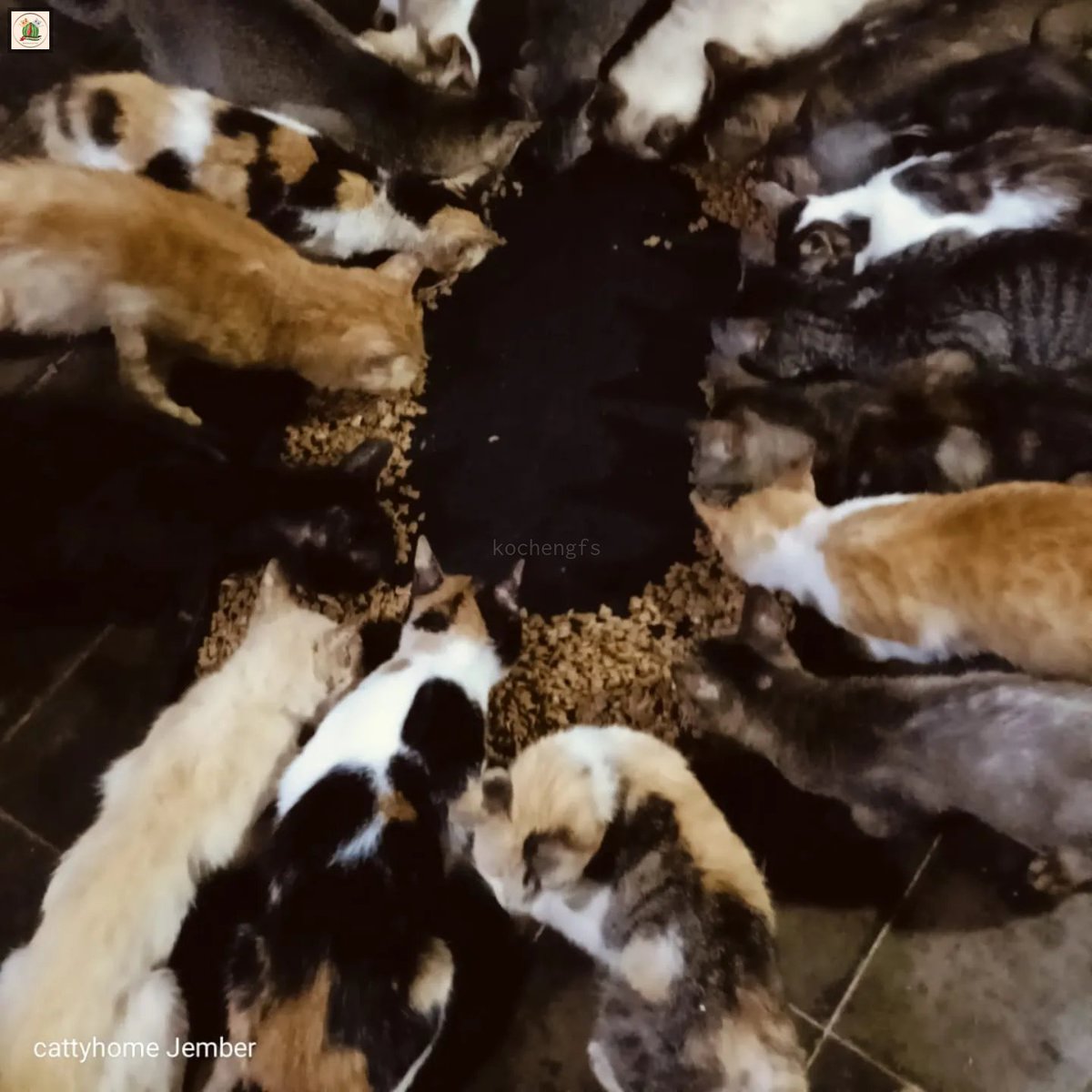 Kcg! URGENT ❗❗🆘🆘

*Bantu patungan yukk kami membutuhkan 100kg catfood, 2karung dogfood, 30kg ayam, 30kg beras untuk seminggu.. 
Yuk patungan berapapun untuk mencukupi kebutuhan shelter seminggu kedepan.
.
🙏♥️