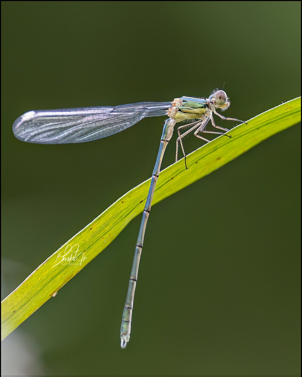 DJBrooksJr's tweet photo. Baby dragon fly. https://t.co/z0aGoXJqSJ