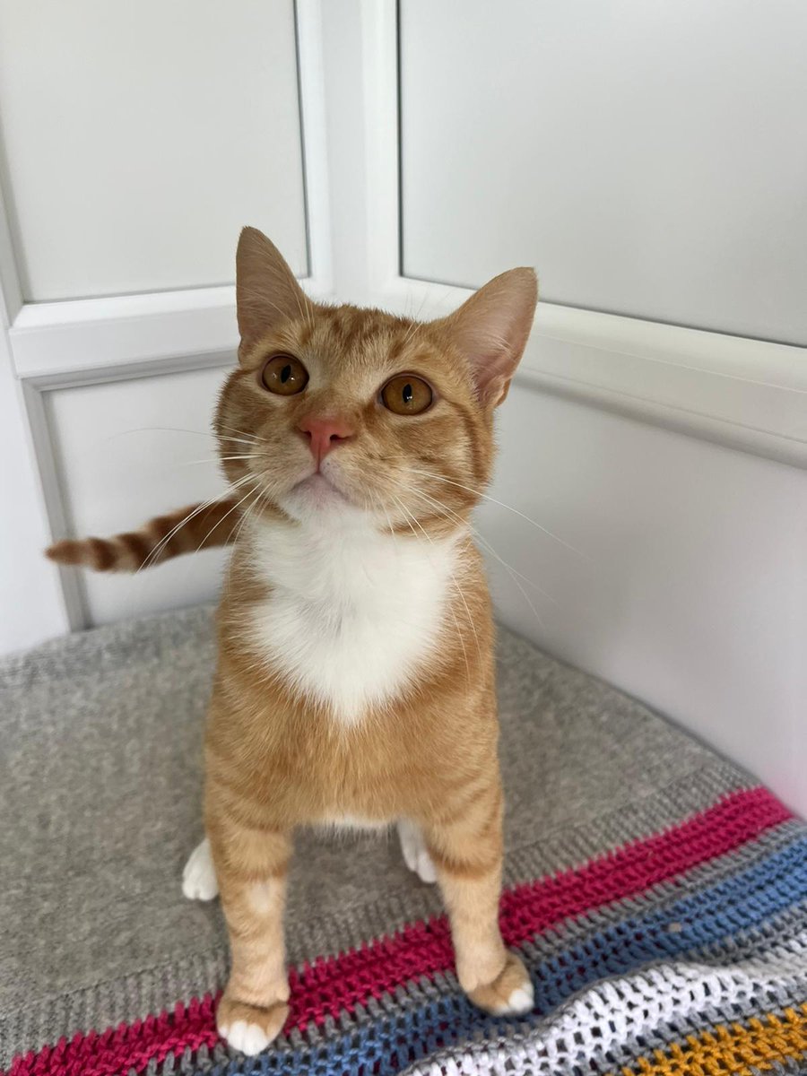 This is Garfield, a lovely, friendly boy at <a href="/CPTelford/">Telford & District Cats Protection</a> who will be a fabulous companion to the right owner who can take him on with his medical history. He has been in care for a while and would love a place to call home. Learn more about Garfield here: spr.ly/AdoptGarfield