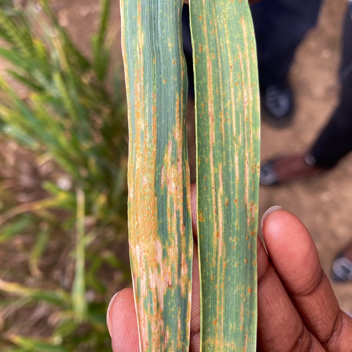 Mia Berelson (@miaberelson) on Twitter photo A wonderful couple days at the #WomenInWheat career development training. Great to meet so many new faces and learn some skills.🌾
Thanks so much to <a href="/Saunders_Lab/">Diane Saunders</a> and all the other organisers! <a href="/NorwichResearch/">Norwich Research Park</a> <a href="/JohnInnesCentre/">John Innes Centre</a> A wonderful couple days at the #WomenInWheat career development training. Great to meet so many new faces and learn some skills.🌾
Thanks so much to <a href="/Saunders_Lab/">Diane Saunders</a> and all the other organisers! <a href="/NorwichResearch/">Norwich Research Park</a> <a href="/JohnInnesCentre/">John Innes Centre</a>