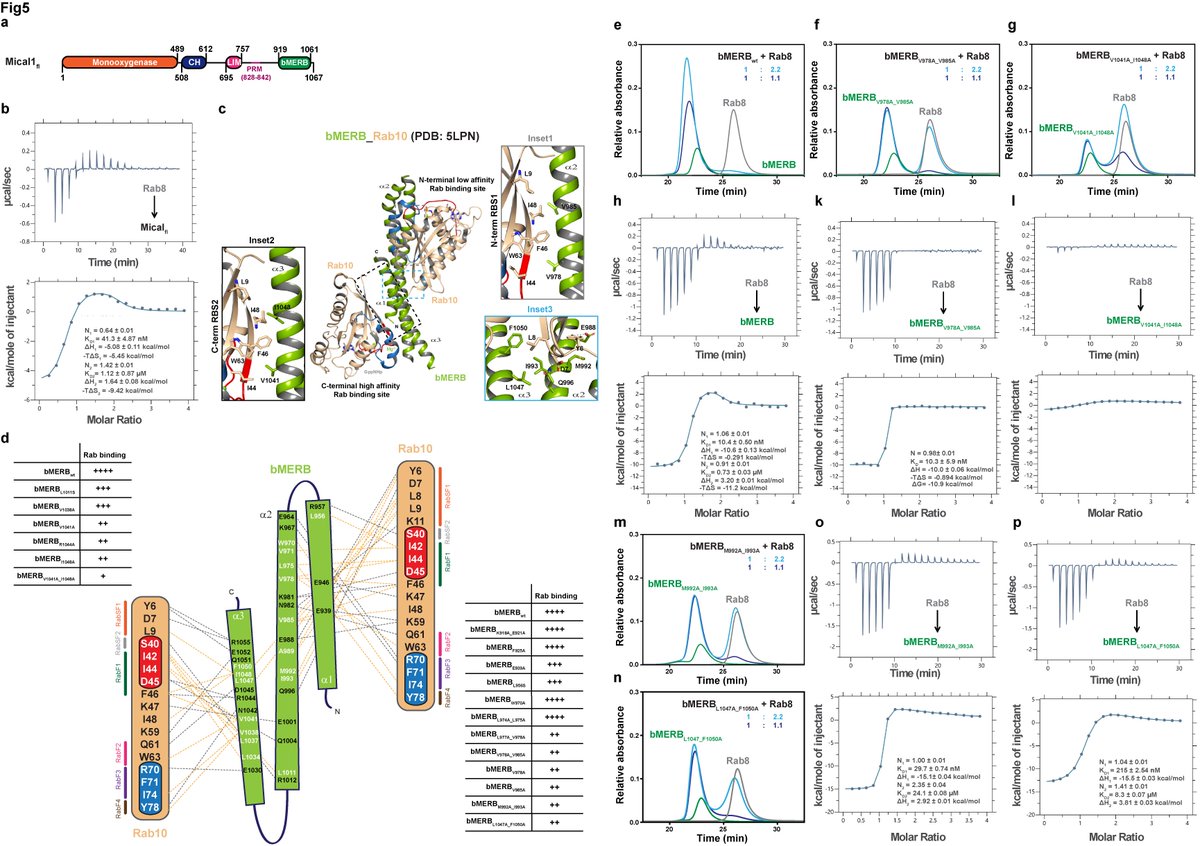 RaiAmrita09's tweet image. Excited to share our latest preprint on the Mical1 activation mechanism. Many thanks to Petra Janning, Ingrid Vetter, and especially @GoodyRoger  for their excellent collaboration. @mpimoph 
biorxiv.org/content/10.110…