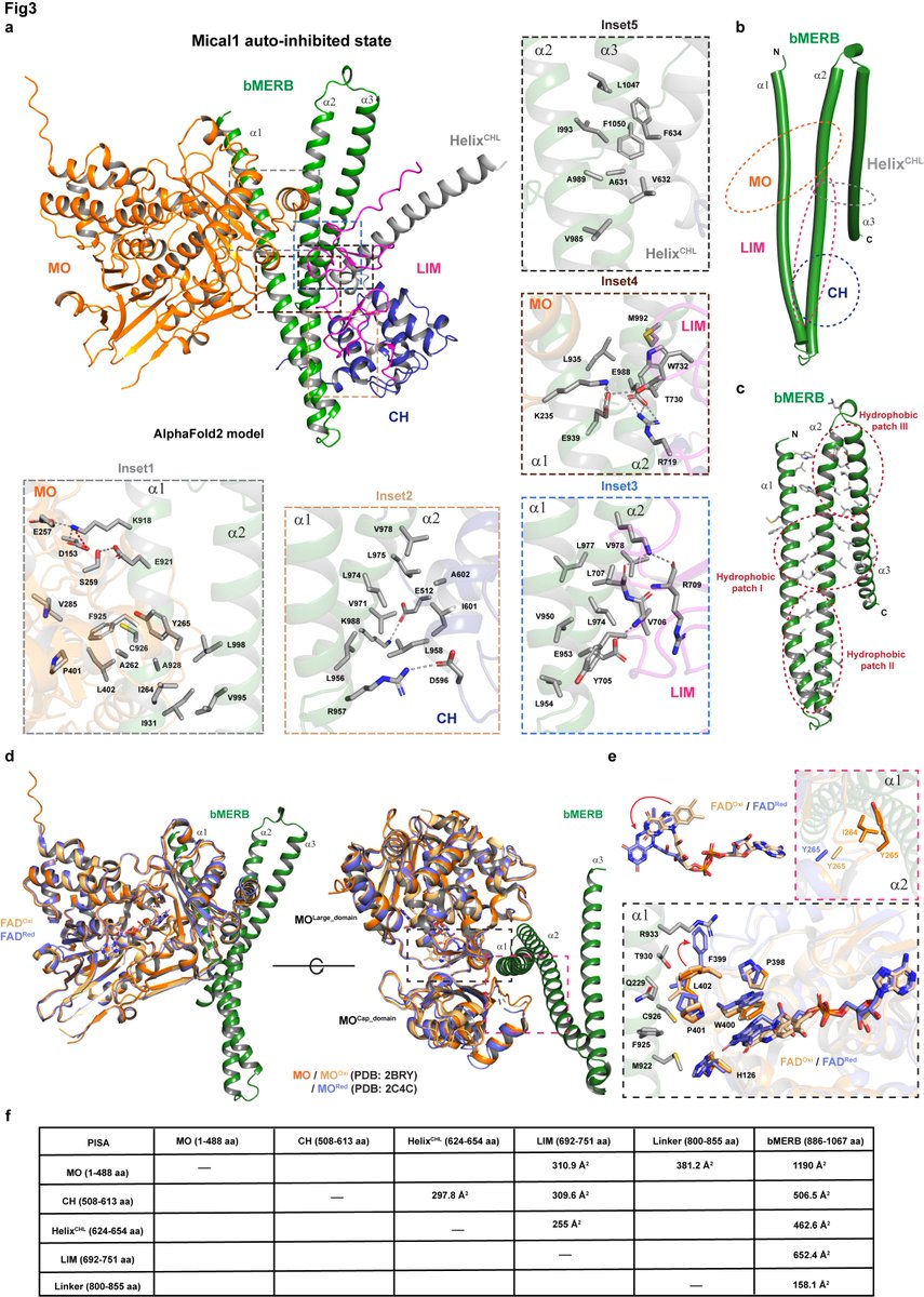 RaiAmrita09's tweet image. Excited to share our latest preprint on the Mical1 activation mechanism. Many thanks to Petra Janning, Ingrid Vetter, and especially @GoodyRoger  for their excellent collaboration. @mpimoph 
biorxiv.org/content/10.110…