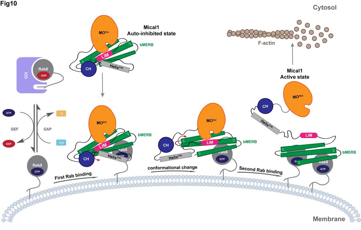 Amrita Rai (@raiamrita09) on Twitter photo Excited to share our latest preprint on the Mical1 activation mechanism. Many thanks to Petra Janning, Ingrid Vetter, and especially <a href="/GoodyRoger/">Roger Goody</a> for their excellent collaboration. <a href="/mpimoph/">MPI Dortmund</a>
biorxiv.org/content/10.110… Excited to share our latest preprint on the Mical1 activation mechanism. Many thanks to Petra Janning, Ingrid Vetter, and especially <a href="/GoodyRoger/">Roger Goody</a> for their excellent collaboration. <a href="/mpimoph/">MPI Dortmund</a>
biorxiv.org/content/10.110…
