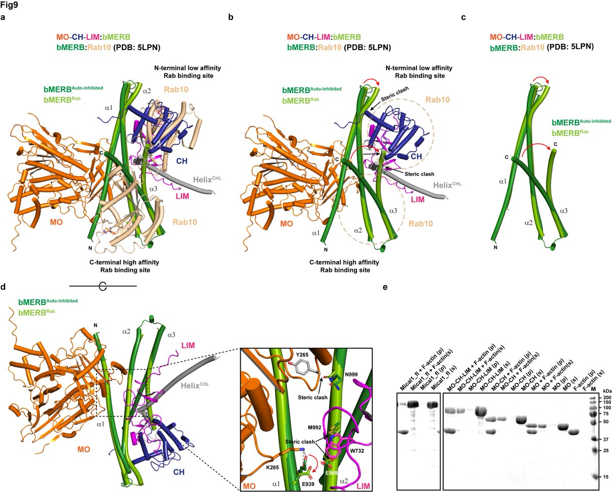RaiAmrita09's tweet image. Excited to share our latest preprint on the Mical1 activation mechanism. Many thanks to Petra Janning, Ingrid Vetter, and especially @GoodyRoger  for their excellent collaboration. @mpimoph 
biorxiv.org/content/10.110…