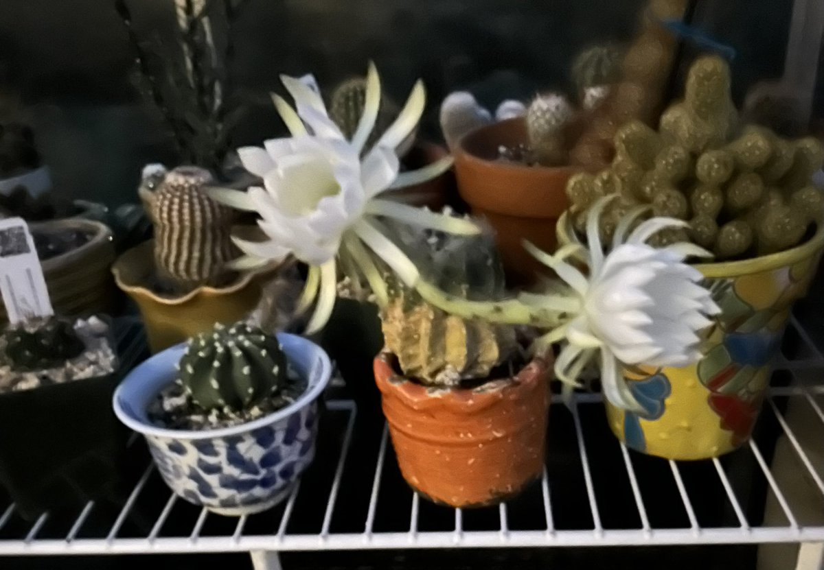 ilenagm's tweet photo. Another #Cactus in bloom overnight from my collection, a double this time🤩🌵
#Cactus #CactusFlowers #Gardening  #Cacti #Plants #CactusCollection #Flowers https://t.co/CKa9tVVYWb