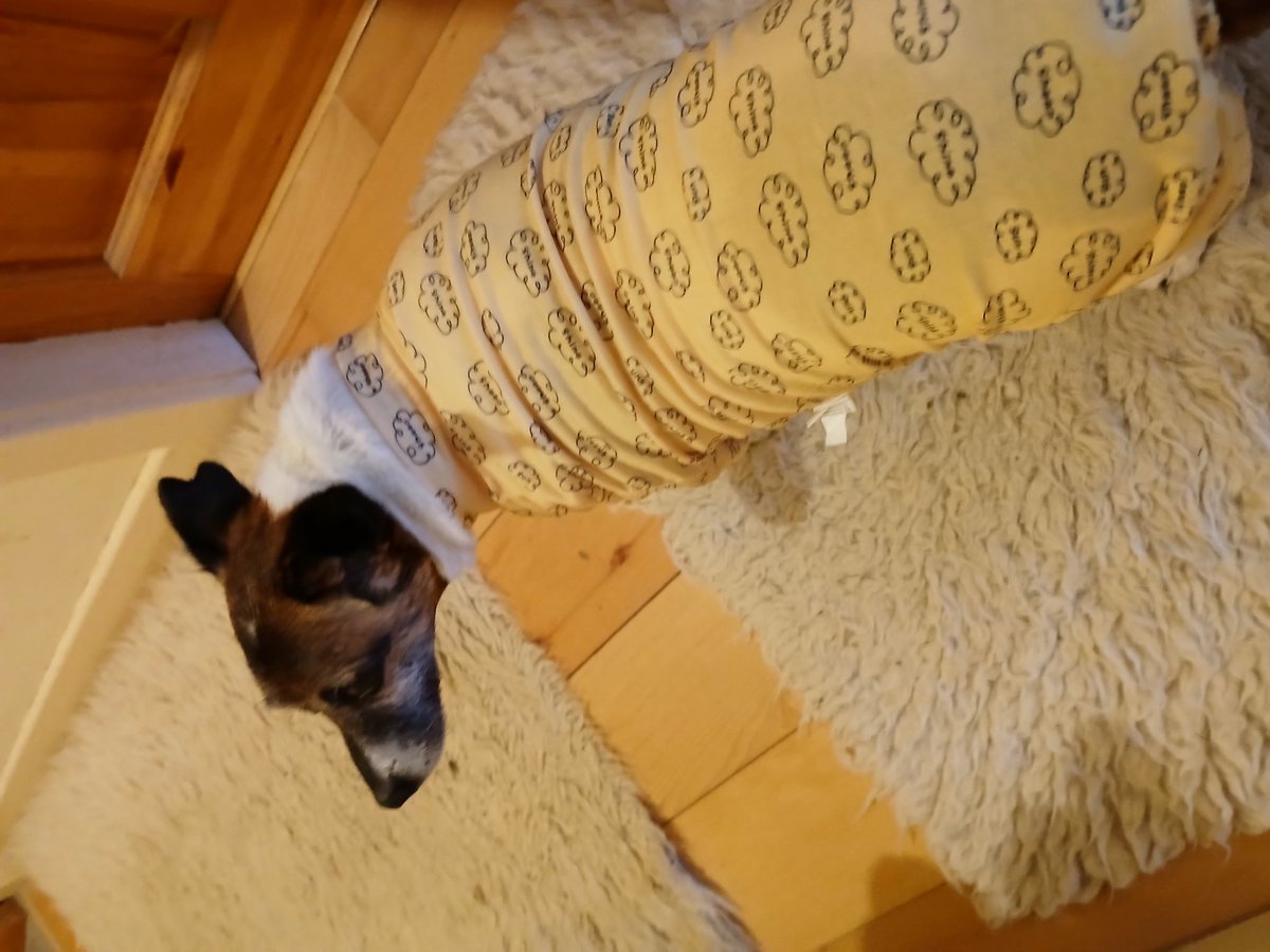 Oreo🐾SuzyMum🤦🏼‍♀️&🌈😇😇Buddy&Rocky🌈😪💔 tweet media