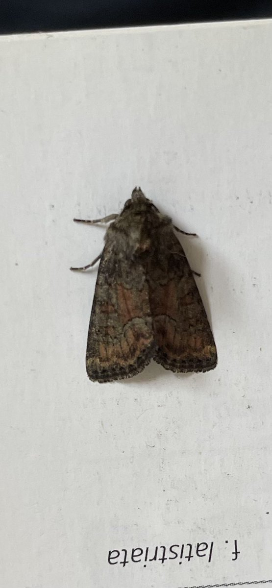 Some nice moths in the garden trap last night including a lifer - Reddish Light Arches. Brown Rustic was new for the garden. Other bits included SEHM, Poplar Kitten and a neat looking Marbled Minor agg. 57 of 30 <a href="/BC_Wiltshire/">Wiltshire BC</a>