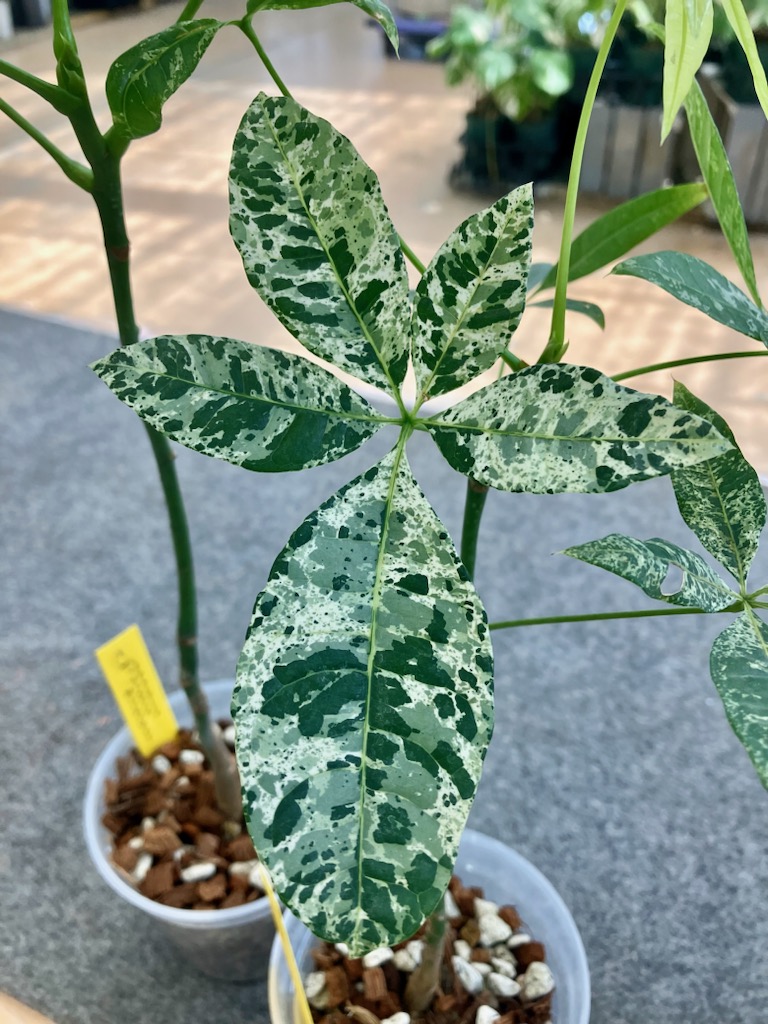 ガーデンセンター瑞穂店】 再入荷！ #実生 の斑入りパキラ